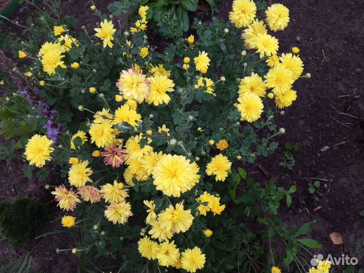 Хризантемы, флоксы