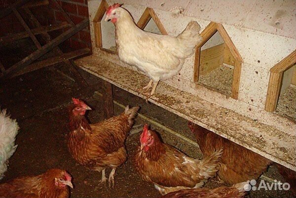 Несушки на дом