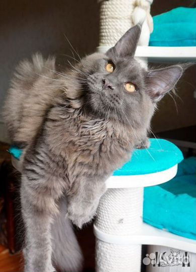 Кот мейн-кун