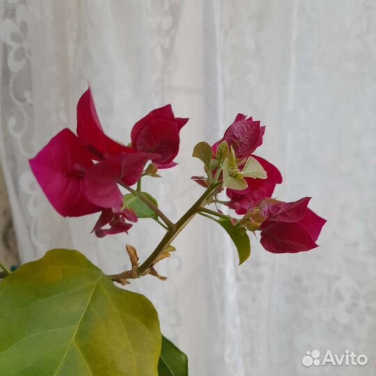 Бугенвиллия Дон Марио