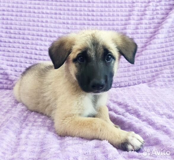Щенок 2 мес, в добрые руки