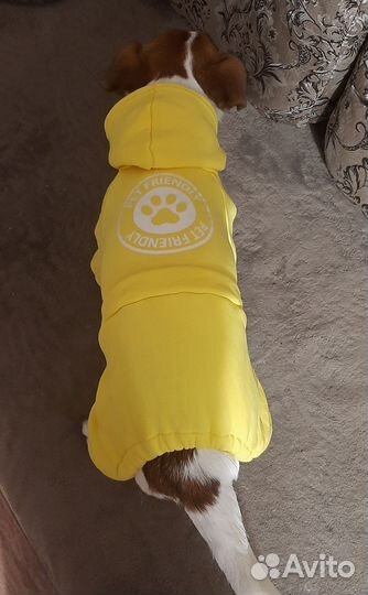 Одежда для собак мелких пород