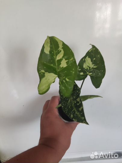 Сингониум панда и кристмас клон