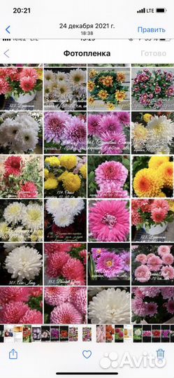 Черенки хризантемы