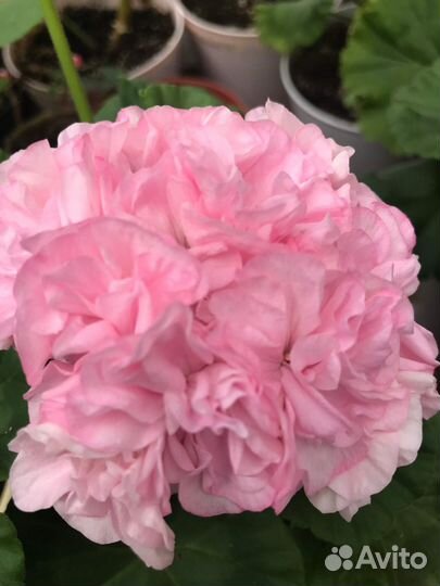 Пеларгония