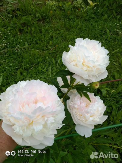 Пионы из своего сада