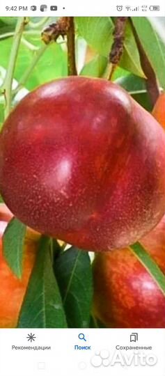 Нектарин Фантазия. Саженцы