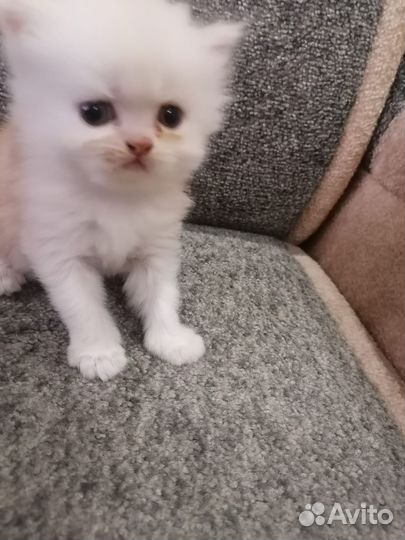 Персидская