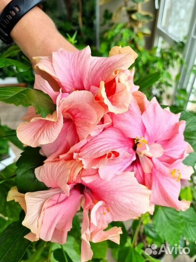 Гибискус розовый махровый Double pink, желтый