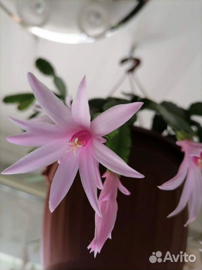 Рипсалидопсис -пасхальник, шлюмбергера -декабрист