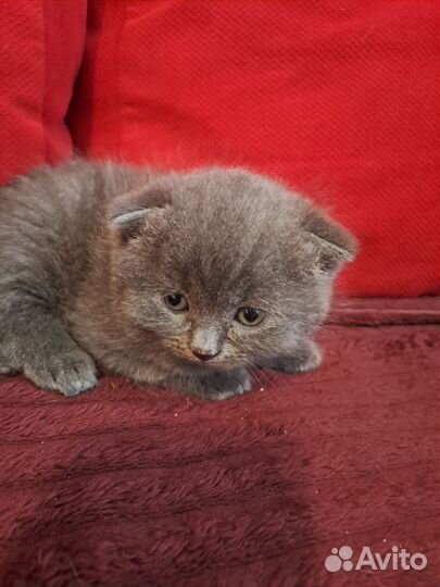 Шотландские малыши