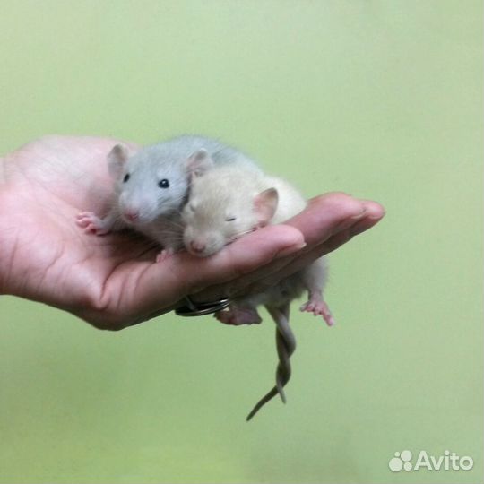 Ласковые крысята