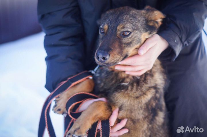 Шикарная собака