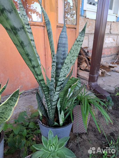 Сансевиерия