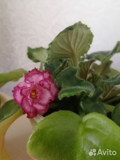 Фиалки цветущие в горшке