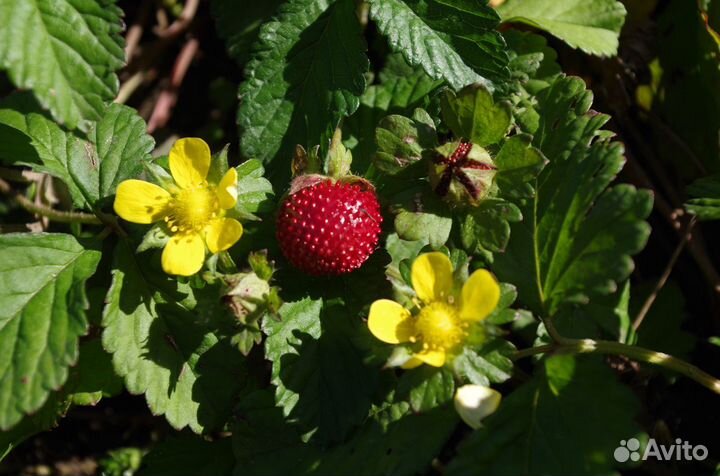 Цветы. Прайс Ч.3 Почвопокровники. Пряные