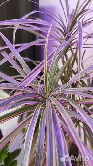 Пальма драцена взрослое растение