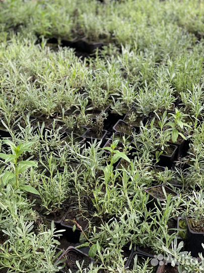 Лаванда в горшке