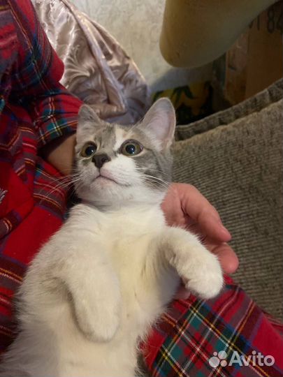 Котенок Мия в добрые руки