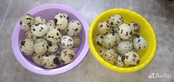 Перепелиные яйца домашние