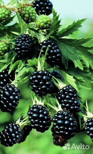 Земляника лесная