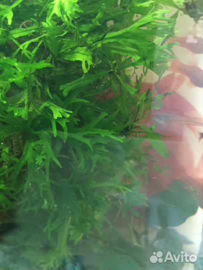 Растения в аквариум