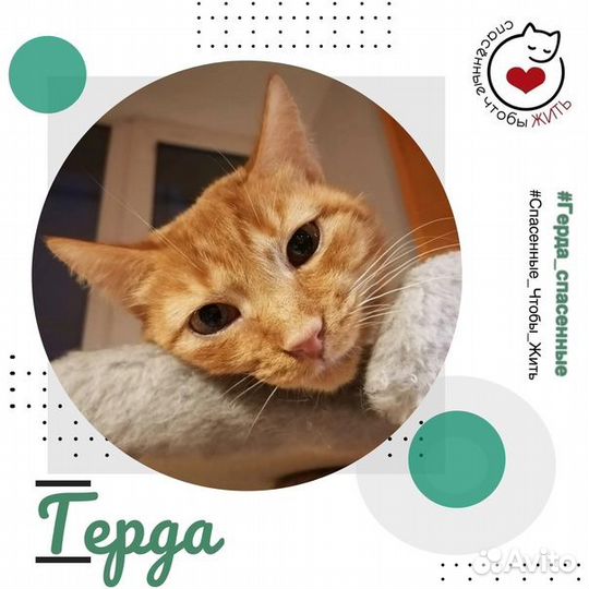 Рыжая кошечка Герда