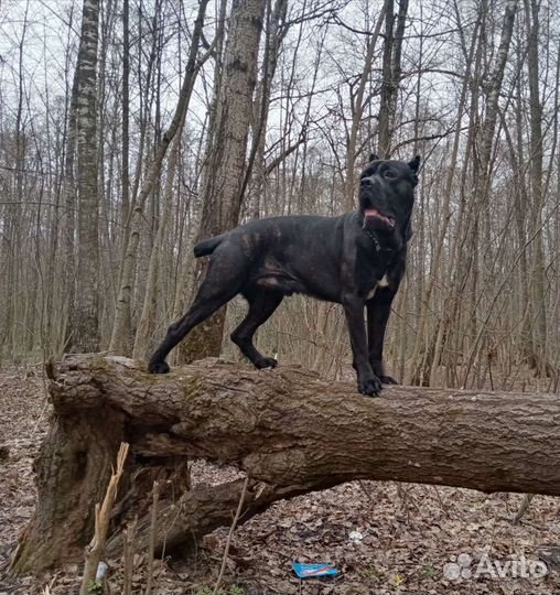 Кане Корсо вязка