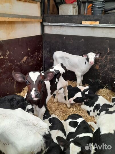 Телята бычки тёлки бесплатно доставка