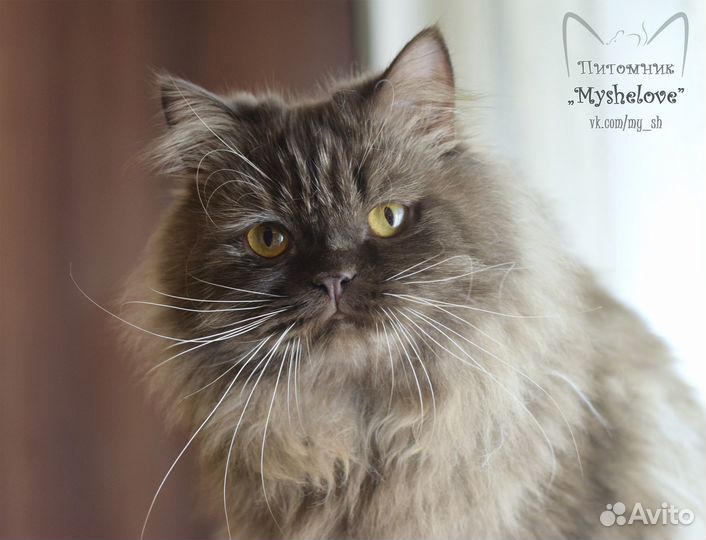 Пушистый шотландец (хайленд-страйт)