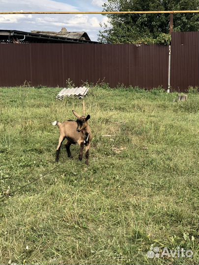 Кoзел и козы