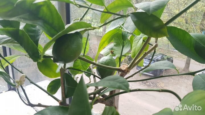 Китайский Лимон (Мейера). Цветы дома