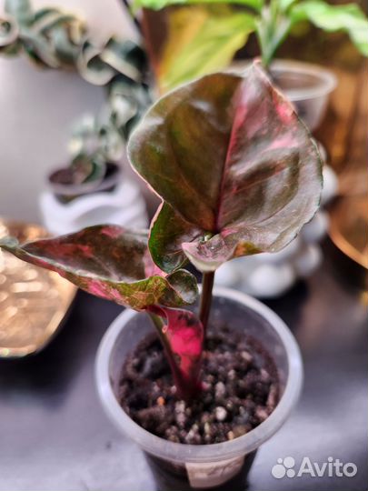 Сингониум клубничный лед