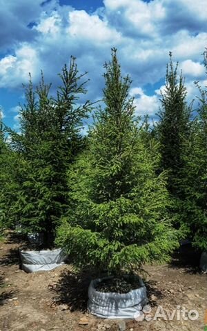 Ель обыкновенная