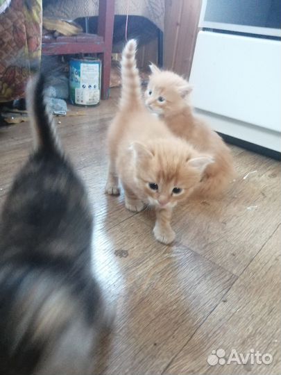 Кошки