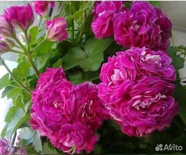 Пеларгония герань