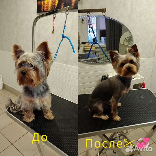 Груминг-Стрижка-Экспресс линька собак