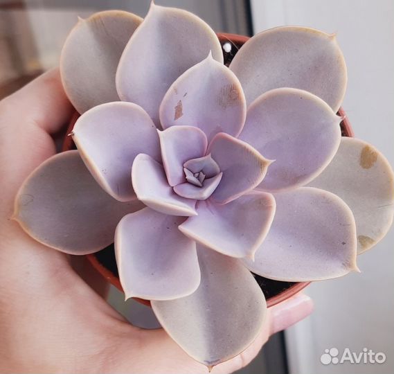 Комнатные цветы (Суккуленты)