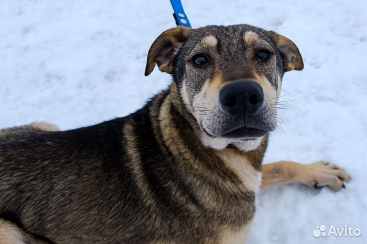 Отдам в добрые руки