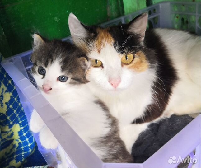 Котенок в добрые руки