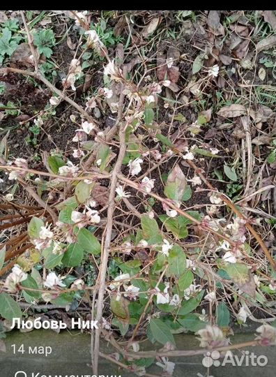 Жимолость финская 