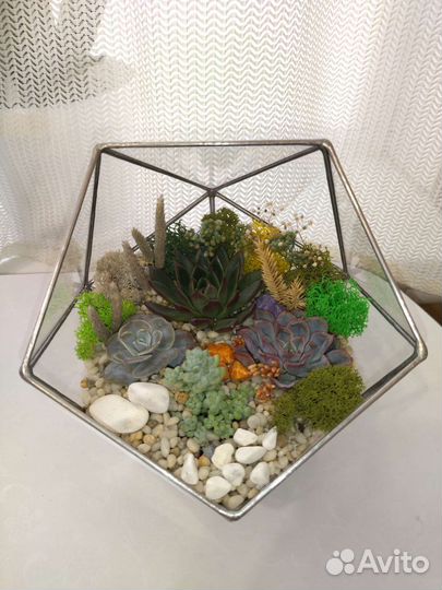 Флорариум растения