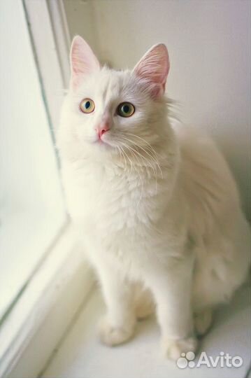 Ласковая ангорская кошка Белоснежка - 8 мес