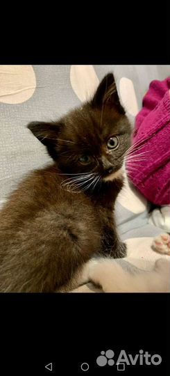 Котята в добрые руки бесплатно