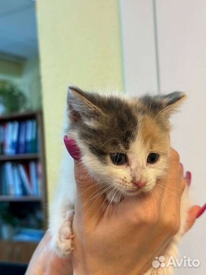 Кошка в дар