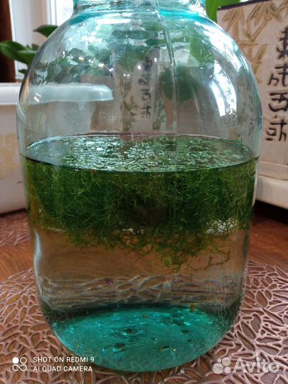 Аквариумная прополка