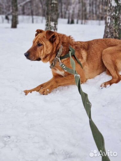 Собака в добрые руки из приюта бесплатно