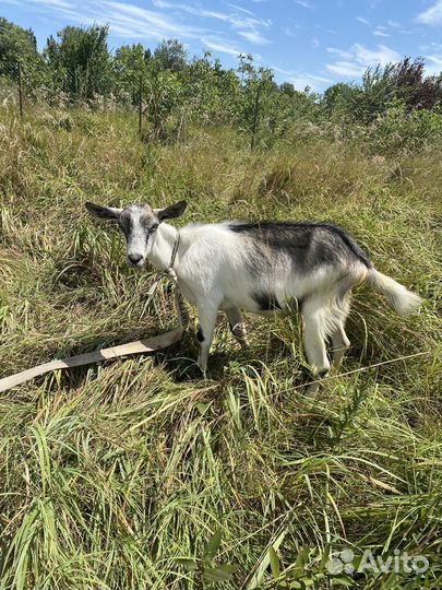 Мясо козлятина