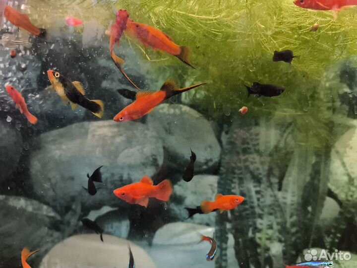 Анубиас крупный, анубиас на камне, меченосец красн