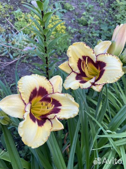 Лилейники сортовые